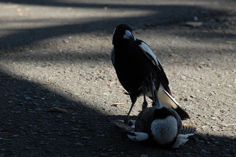 Sydney Parrots, A Unique Island And More - Phillip Island Accommodation 5