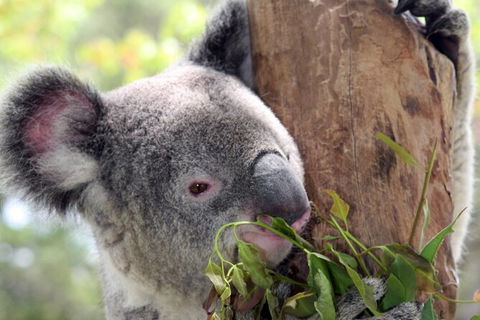 Private 10-hour Tour To Blue Mountains From Sydney - Hotel Pick Up & Drop Off - Phillip Island Accommodation 2