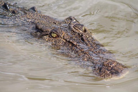 Adelaide River Queen Cruise Shuttle Bus - Phillip Island Accommodation 4