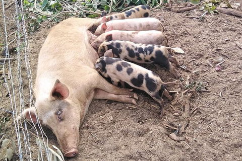 Full-Day Private Guided Tour To Litchfield National Park - Phillip Island Accommodation 2