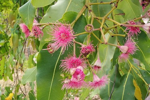 Full-Day Private Guided Tour To Litchfield National Park - Phillip Island Accommodation 5