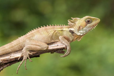 Atherton Tablelands Rain Forest By Night From Cairns - Phillip Island Accommodation 10