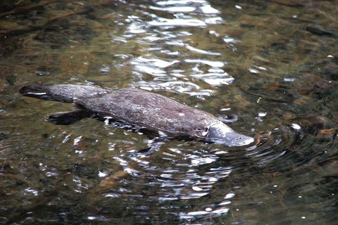 Atherton Tablelands Rain Forest By Night From Cairns - Phillip Island Accommodation 7