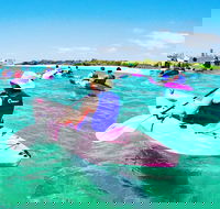 Half Day Dolphin Kayaking and Snorkeling Tour - Phillip Island Accommodation
