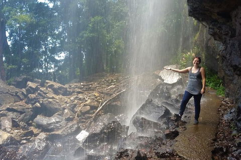 Small Group Tour (Max 6) Gold Coast Super 7 Waterfalls Tour: Springbrook - Phillip Island Accommodation 1