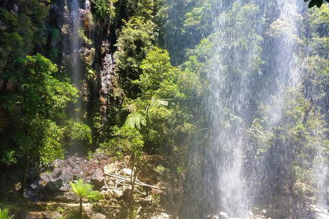 Small Group Tour (Max 6) Gold Coast Super 7 Waterfalls Tour: Springbrook - Phillip Island Accommodation 5