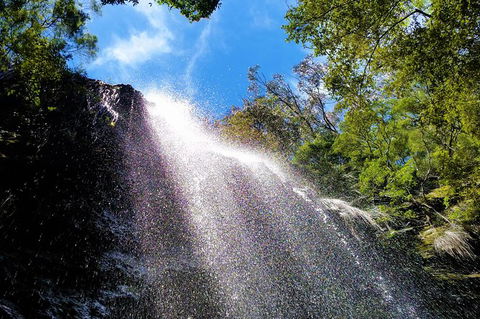 Small Group Tour (Max 6) Gold Coast Super 7 Waterfalls Tour: Springbrook - Phillip Island Accommodation 3
