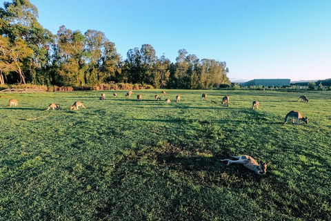 Surf Lesson & Gold Coast Tour - Phillip Island Accommodation 5