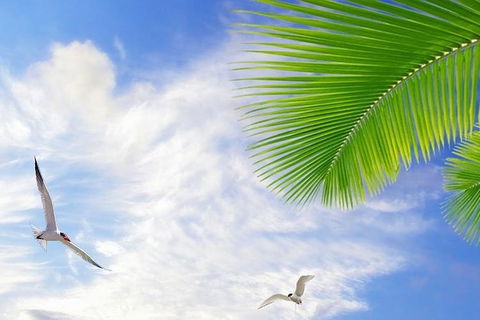 Airport Transfer - Mission Beach To Cairns Airport - Phillip Island Accommodation 4