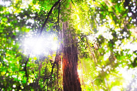 Airport Transfer - Mission Beach To Cairns Airport - Phillip Island Accommodation 1