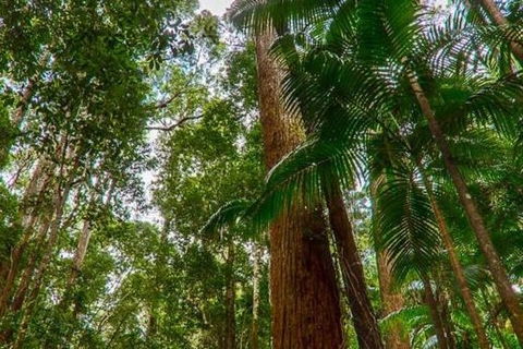 3-Day Fraser Island Hiking And 4WD Adventure From Hervey Bay - Phillip Island Accommodation 1