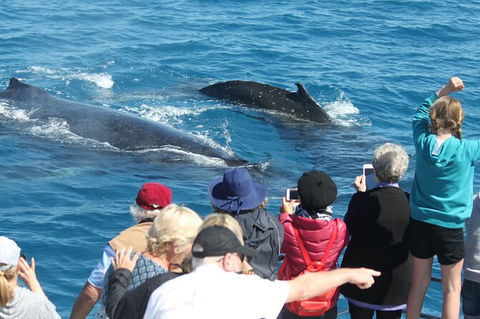 Half-Day Whale Watching In Urangan - Phillip Island Accommodation 4
