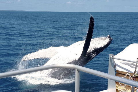 Half-Day Whale Watching In Urangan - Phillip Island Accommodation 3