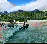 Afternoon Beach Horse Ride in Cape Tribulation - Phillip Island Accommodation