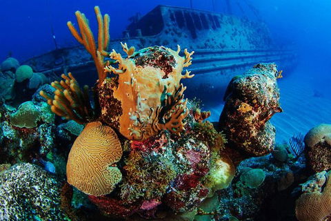 PADI Diving Courses On The Gold Coast - Phillip Island Accommodation 3