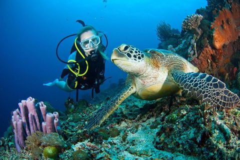 PADI Diving Courses On The Gold Coast - Phillip Island Accommodation 1