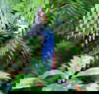 Guided Night Walk in Cape Tribulation - Phillip Island Accommodation