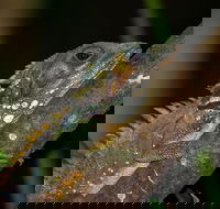 Family Night Walking Tour at Tropical Rainforest in Daintree - Phillip Island Accommodation