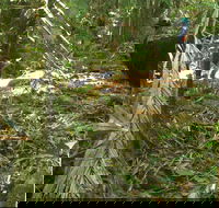 Small-Group Trekking Experience in Daintree National Park - Phillip Island Accommodation