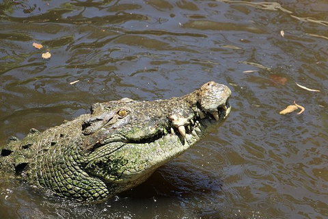 Virtual Interactive Australian Wildlife Tour With Private Guide-Wildlife Habitat - Phillip Island Accommodation 2