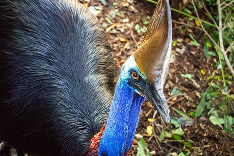 Virtual Interactive Australian Wildlife Tour With Private Guide-Wildlife Habitat - Phillip Island Accommodation 5