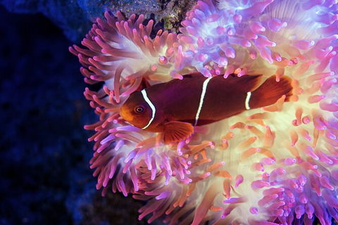 Cairns Aquarium Tour By Twilight With Drink And Appetiser - Phillip Island Accommodation 2