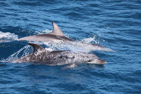 Sandy Straits Scenic & Wildlife Cruise - Phillip Island Accommodation 1