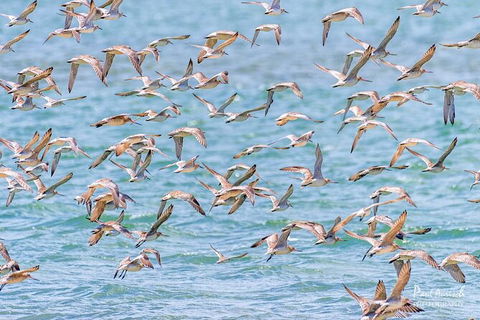 Sandy Straits Scenic & Wildlife Cruise - Phillip Island Accommodation 4