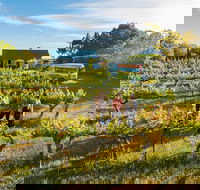 Barossa Valley Highlights from Barossa Valley Including Wine and Cheese Tasting - Phillip Island Accommodation