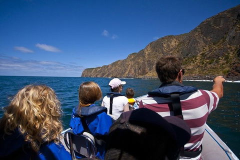 Seal Island Boat Tour From Victor Harbor - Phillip Island Accommodation 4