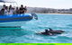 Seal Island Boat Tour From Victor Harbor - thumb 3