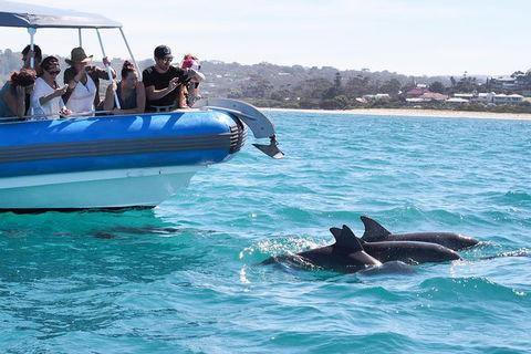 Seal Island Boat Tour From Victor Harbor - Phillip Island Accommodation 3