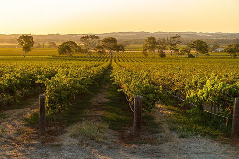 Yalumba Signature Tour - Phillip Island Accommodation 5