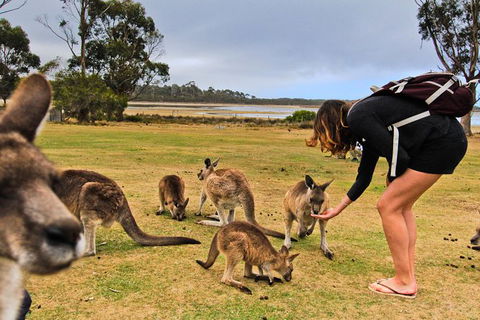 4-Day Fabulous Tasmania Tour: Wineglass Bay, Port Arthur, Devils & Bruny Island - Phillip Island Accommodation 5
