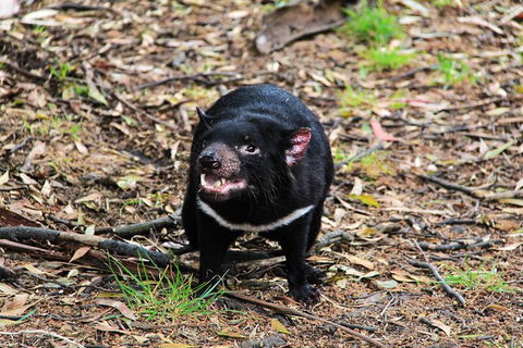 4-Day Fabulous Tasmania Tour: Wineglass Bay, Port Arthur, Devils & Bruny Island - Phillip Island Accommodation 4