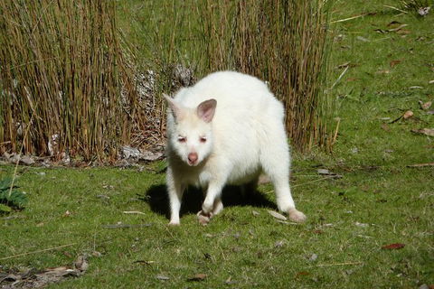 4-Day Fabulous Tasmania Tour: Wineglass Bay, Port Arthur, Devils & Bruny Island - Phillip Island Accommodation 2