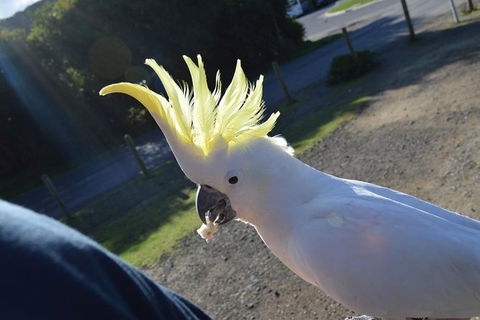 Small Group Great Ocean Road & 12 Apostles Tour - Phillip Island Accommodation 1