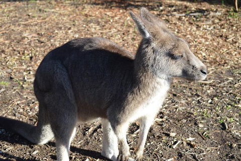 Small Group Great Ocean Road & 12 Apostles Tour - Phillip Island Accommodation 8