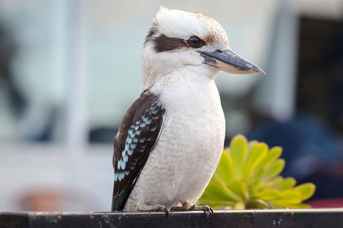 Small Group Great Ocean Road & 12 Apostles Tour - Phillip Island Accommodation 2