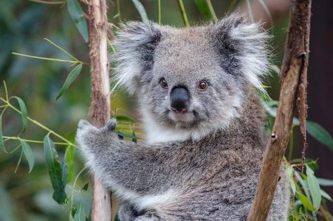 Small Group Great Ocean Road & 12 Apostles Tour - Phillip Island Accommodation 4