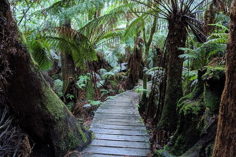 Small Group Great Ocean Road & 12 Apostles Tour - Phillip Island Accommodation 9