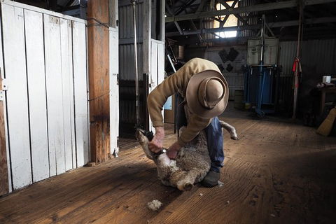 Sovereign Hill Heritage Sheep Farm Experience And Ballarat Gold Rush Day Tour From Melbourne - Phillip Island Accommodation 0