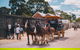 Sovereign Hill Heritage Sheep Farm Experience And Ballarat Gold Rush Day Tour From Melbourne - thumb 1