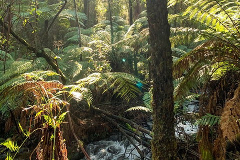 Hiking Tour To Aqueduct And Warburton Valley Lookout - Phillip Island Accommodation 3