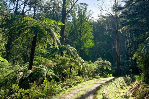 Hiking Tour To Aqueduct And Warburton Valley Lookout - Phillip Island Accommodation 1