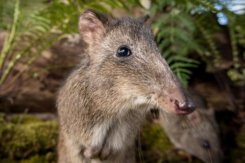 Walk With Wildlife: Guided Tour In Great Ocean Road - Phillip Island Accommodation 1