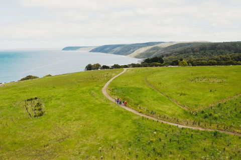 Walk With Wildlife: Guided Tour In Great Ocean Road - Phillip Island Accommodation 3