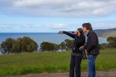 Walk With Wildlife: Guided Tour In Great Ocean Road - Phillip Island Accommodation 5