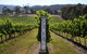 Mornington Peninsula 2-6 Guests Lunch Rare Hare Or Merricks General Wine Store - thumb 5