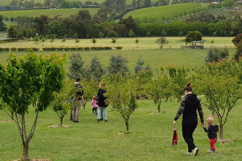 Day Tour Of Yarra Valley Puffing Billy And Rayners Orchard - Phillip Island Accommodation 36